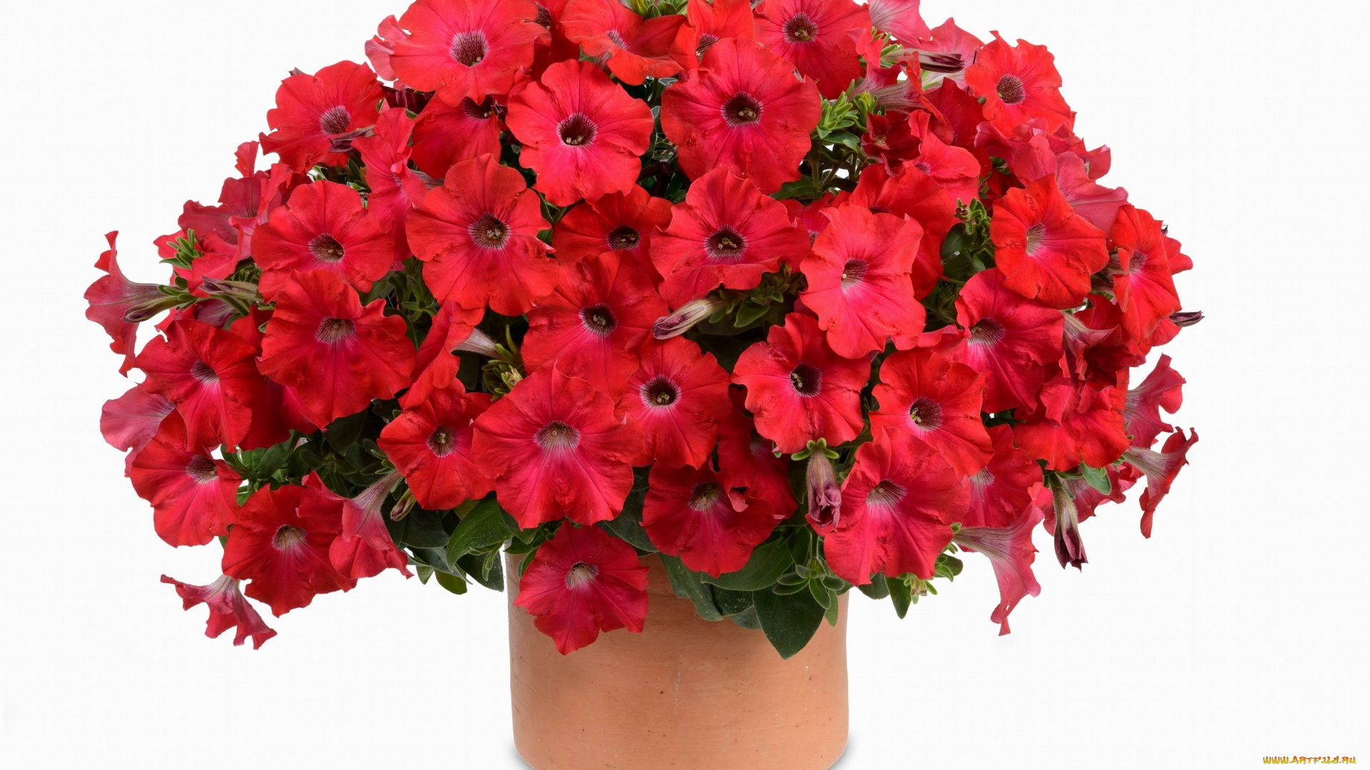 цветы, петунии, , калибрахоа, белый, фон, красные