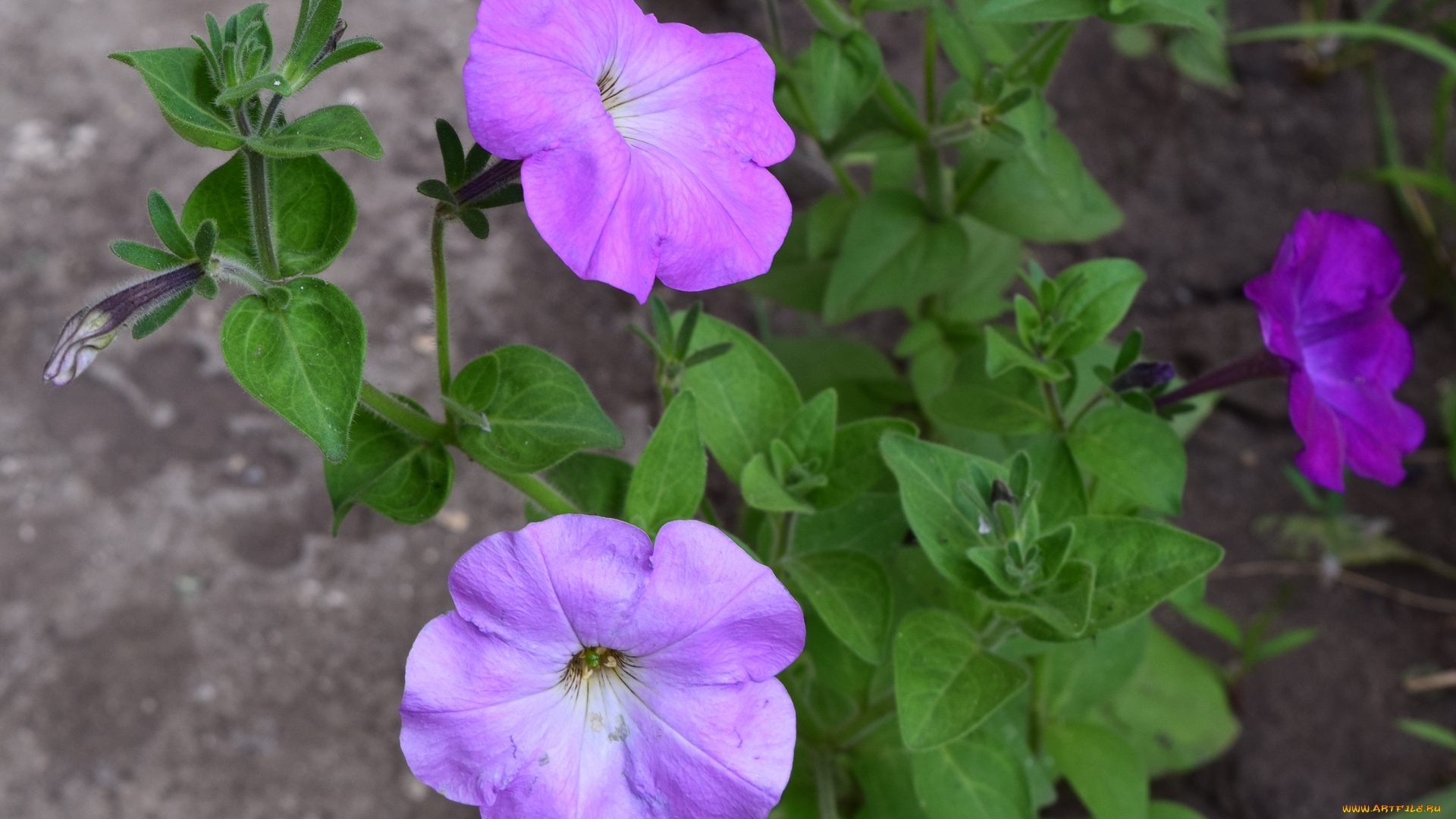 цветы, петунии, , калибрахоа, цветок