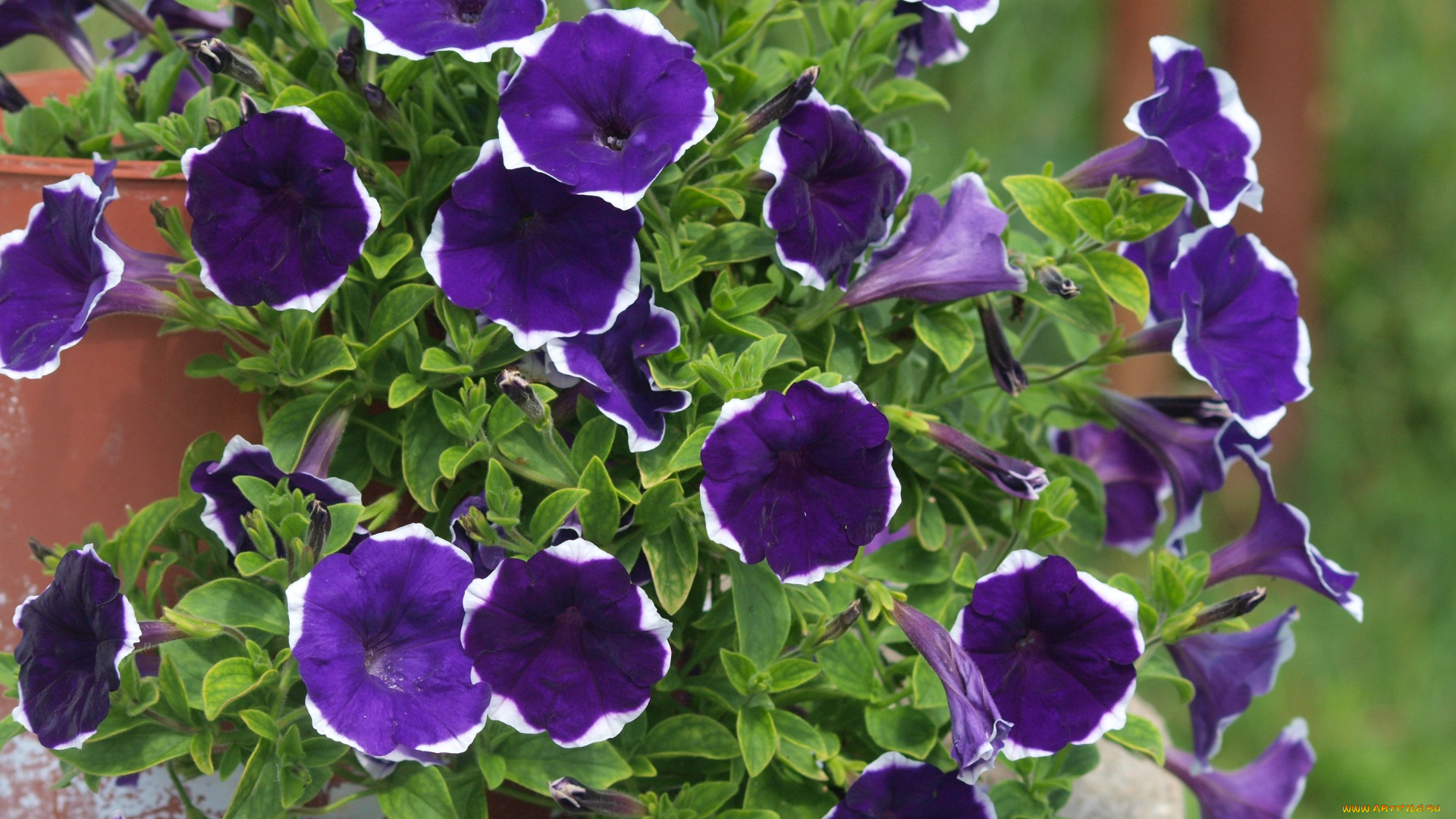 цветы, петунии, , калибрахоа, фиолетовые