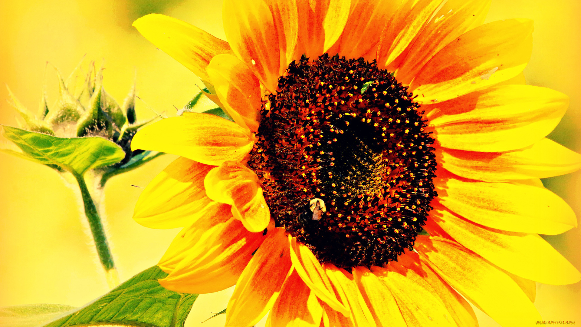 цветы, подсолнухи, листья, цветок, лепевтки, подсолнух