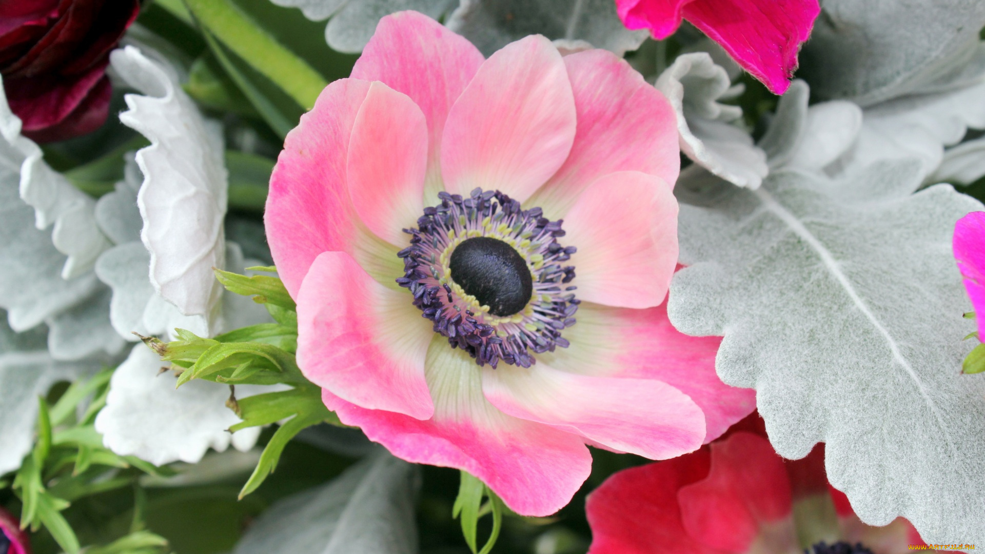 цветы, ранункулюс, , азиатский, лютик, цветок