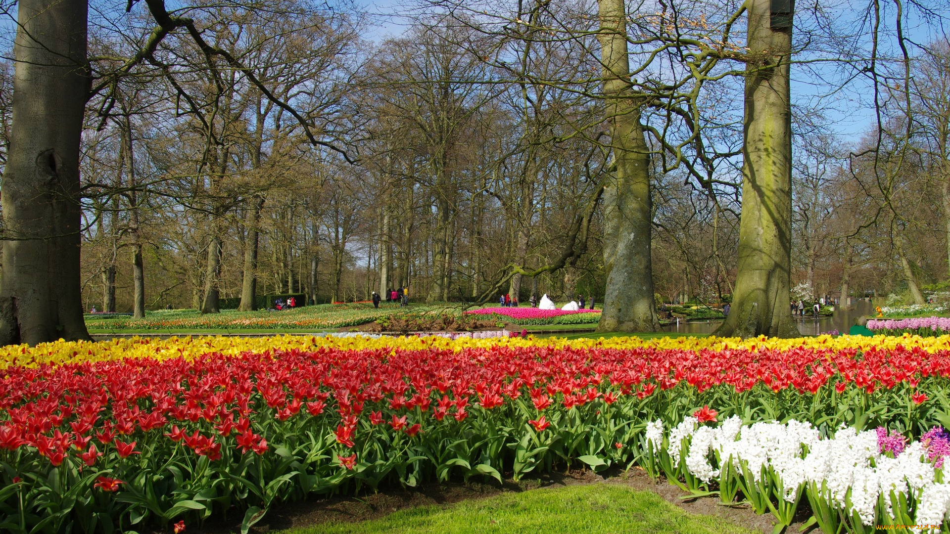 цветы, разные, вместе, деревья, разноцветные, парк