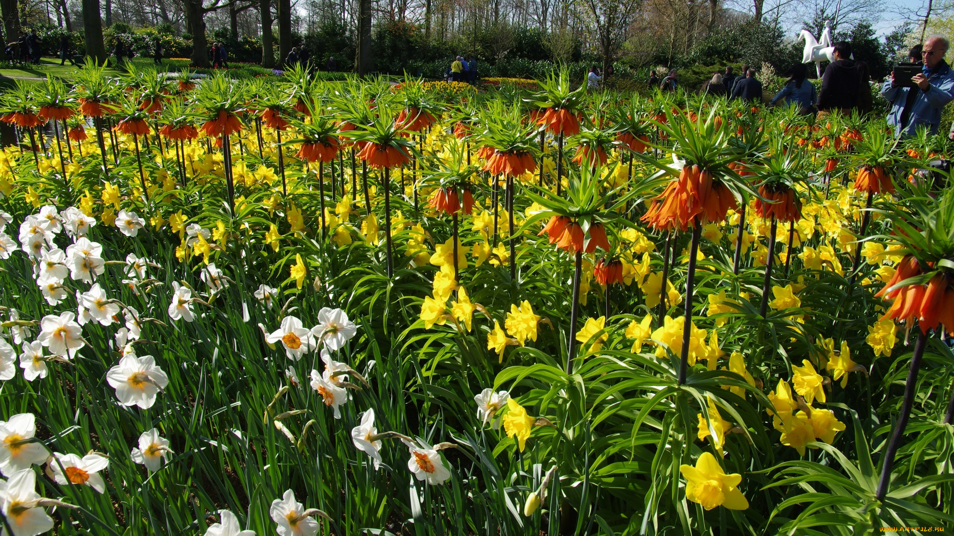 цветы, разные, вместе, разноцветные