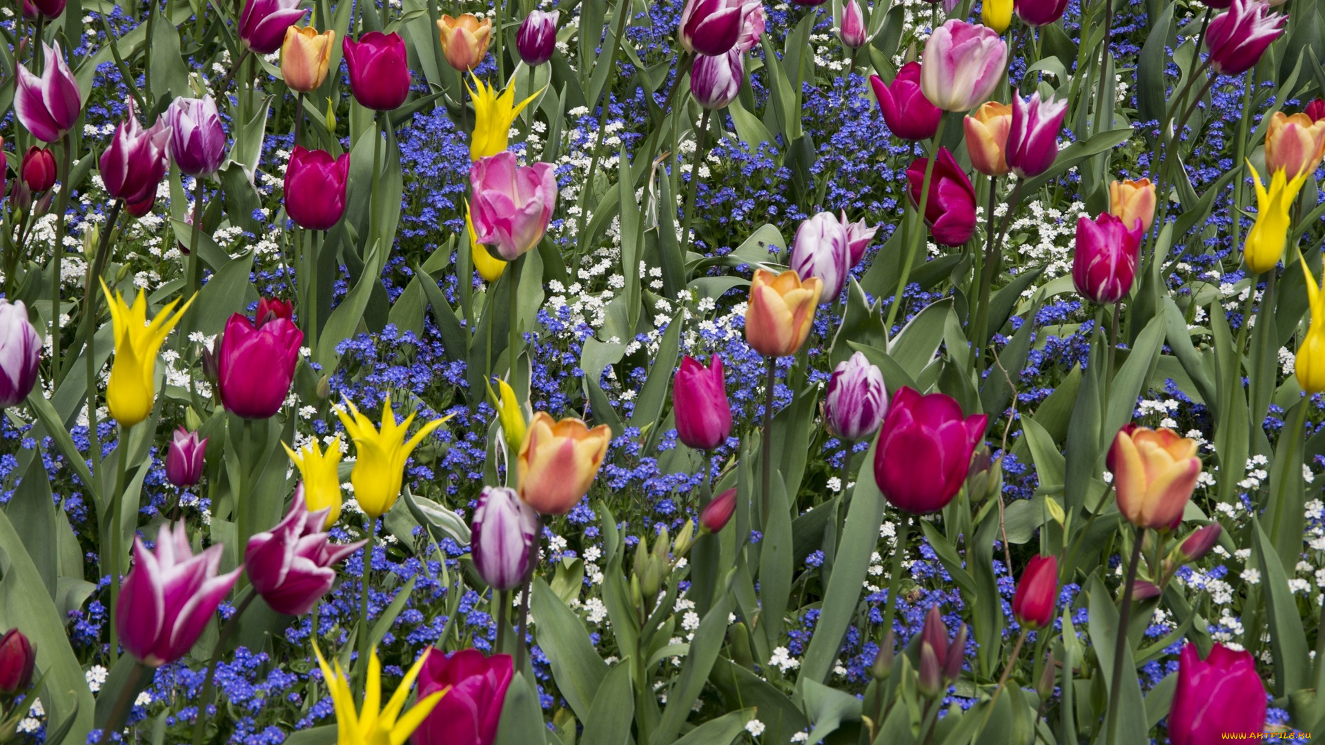 цветы, разные, вместе, разноцветные