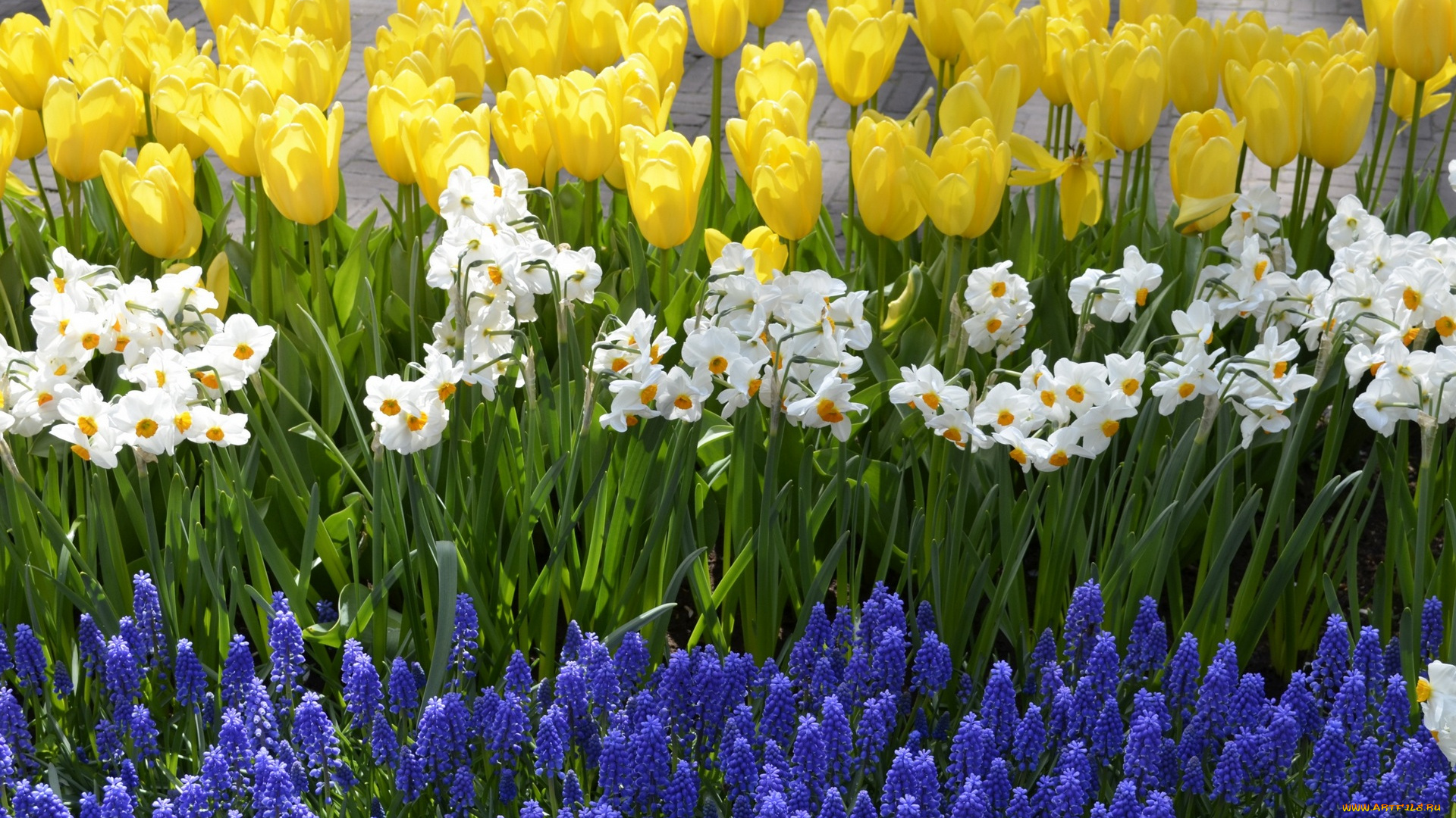 цветы, разные, вместе, разноцветные