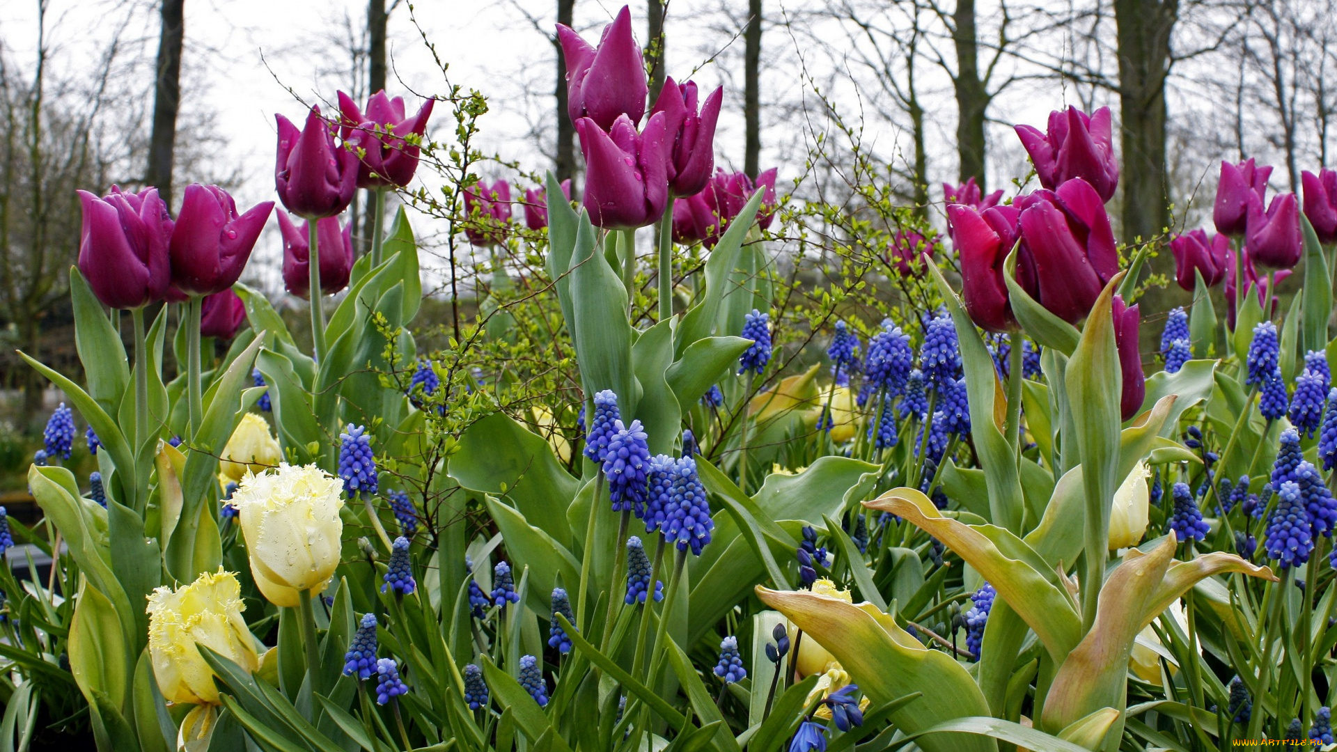 цветы, разные, вместе, разноцветные