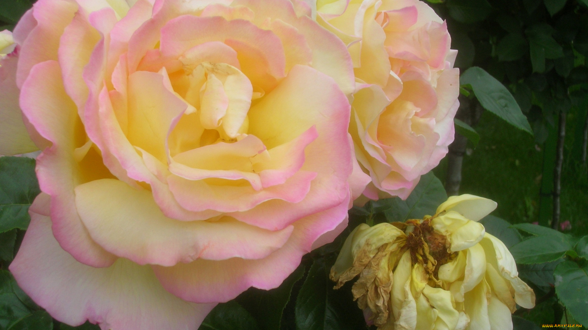 цветы, розы, цветок