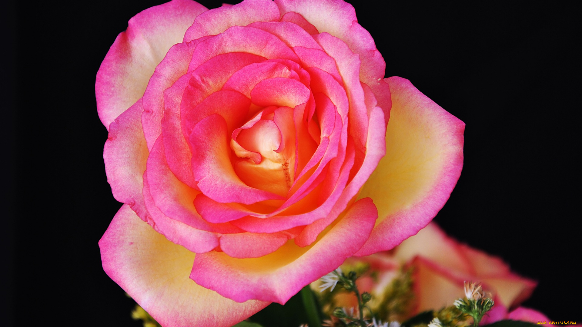 цветы, розы, цветок, розовый