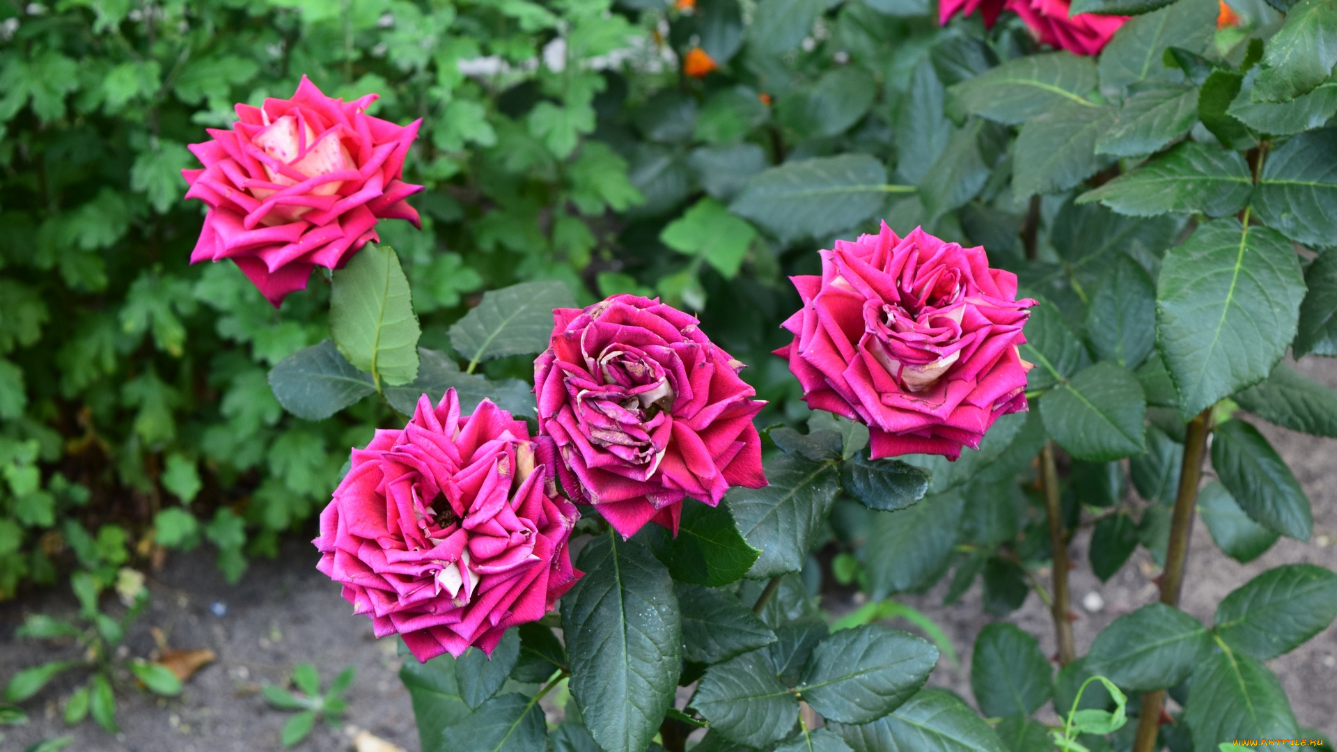 цветы, розы, цветок, розовый