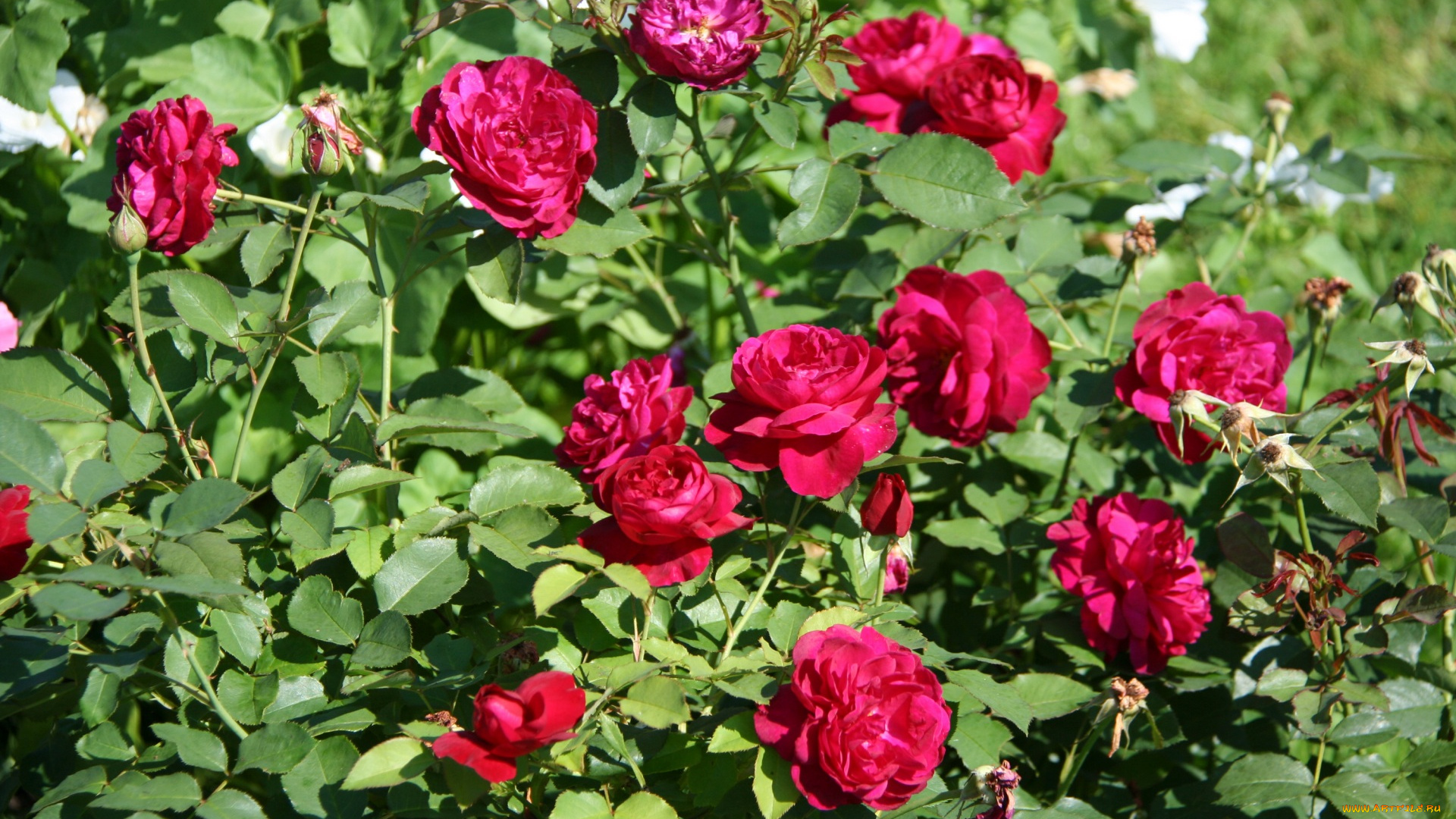 цветы, розы, красные