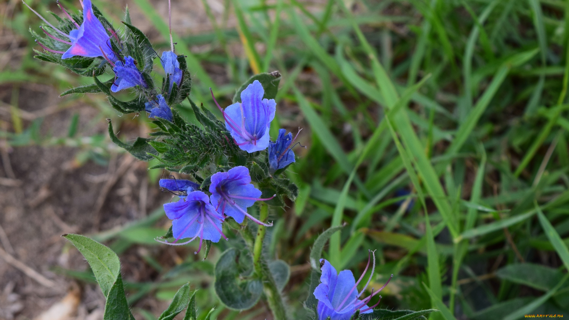 цветы, синий
