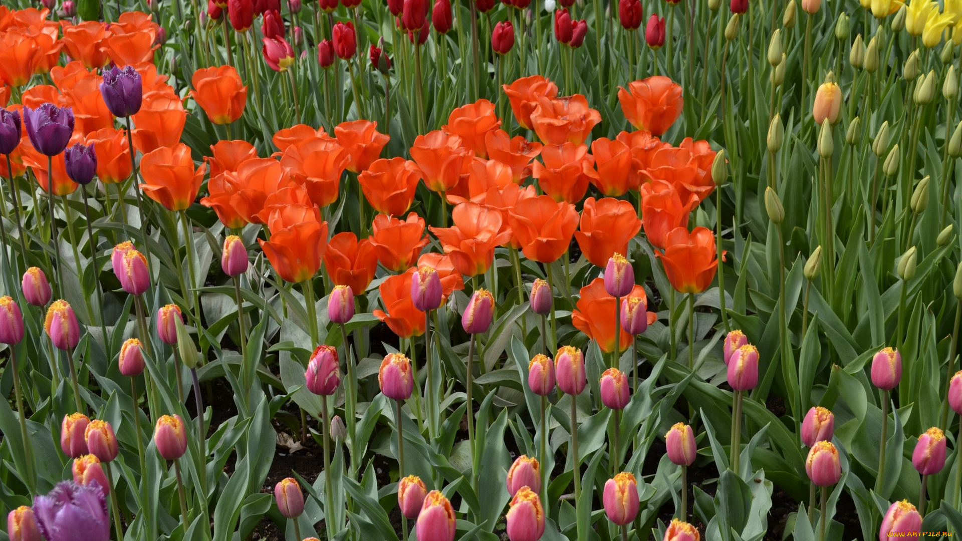 цветы, тюльпаны, красные