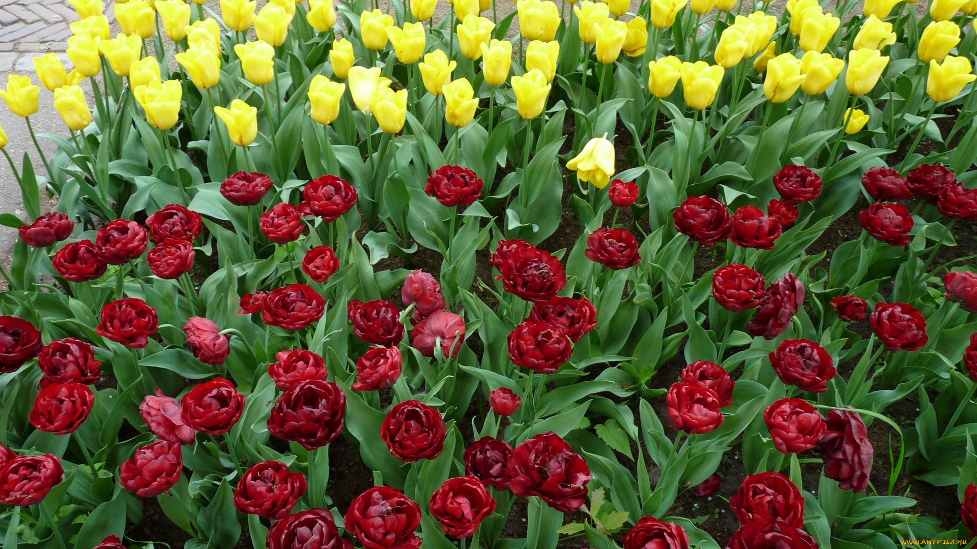 цветы, тюльпаны, красный