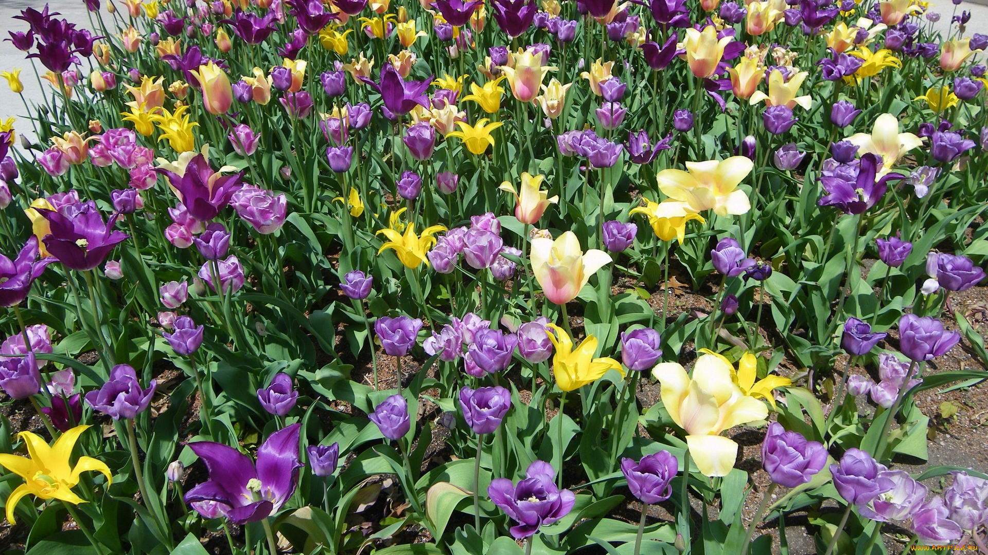 цветы, тюльпаны, разноцветные