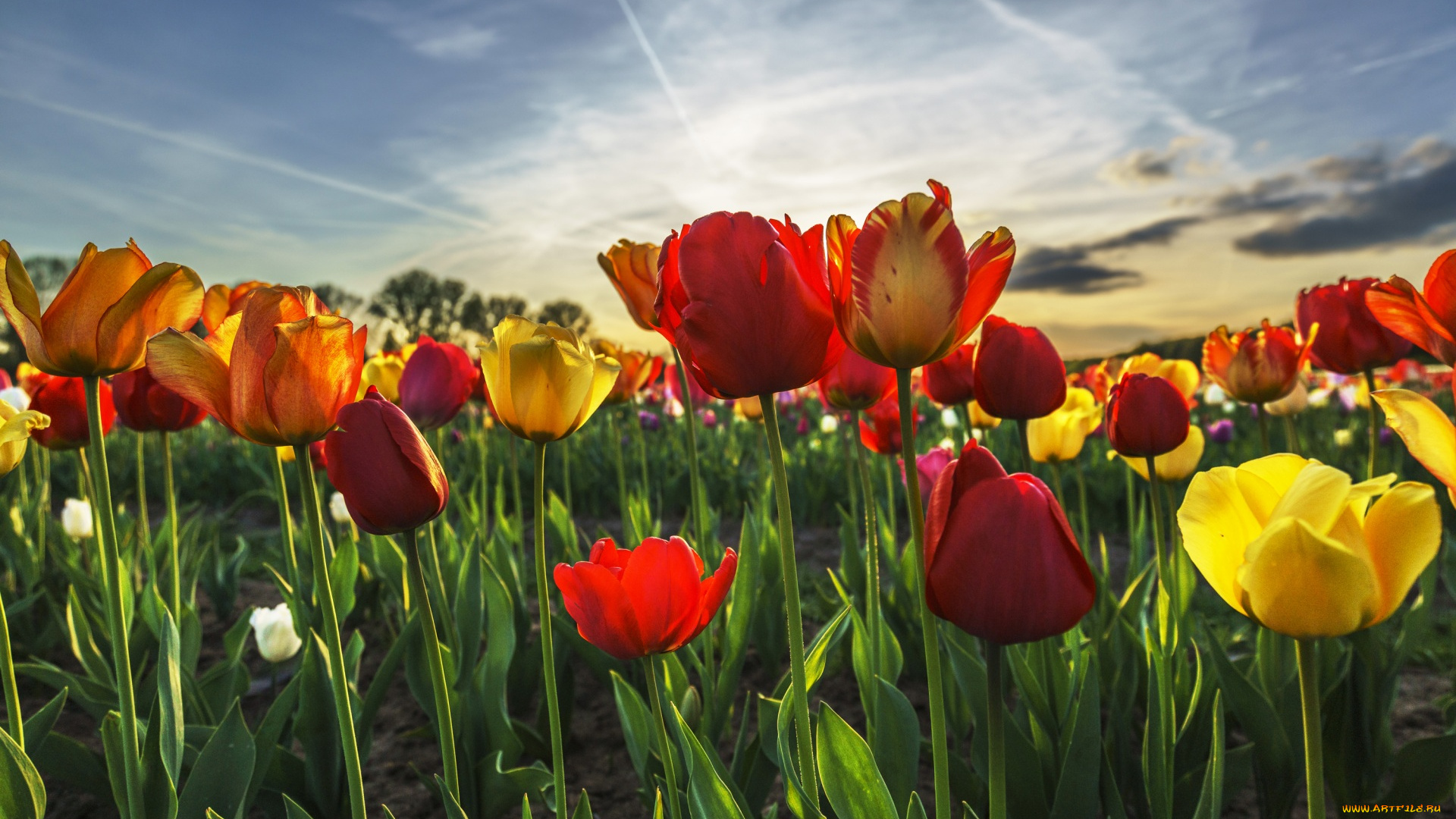 цветы, тюльпаны, разноцветные