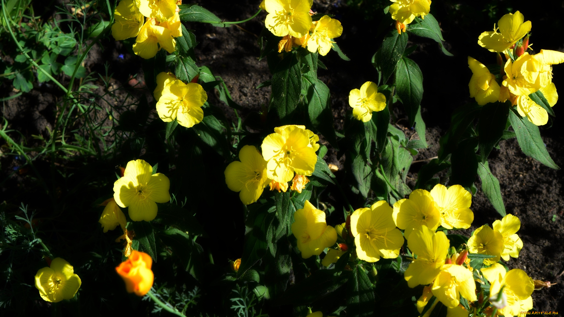 цветы, желтый