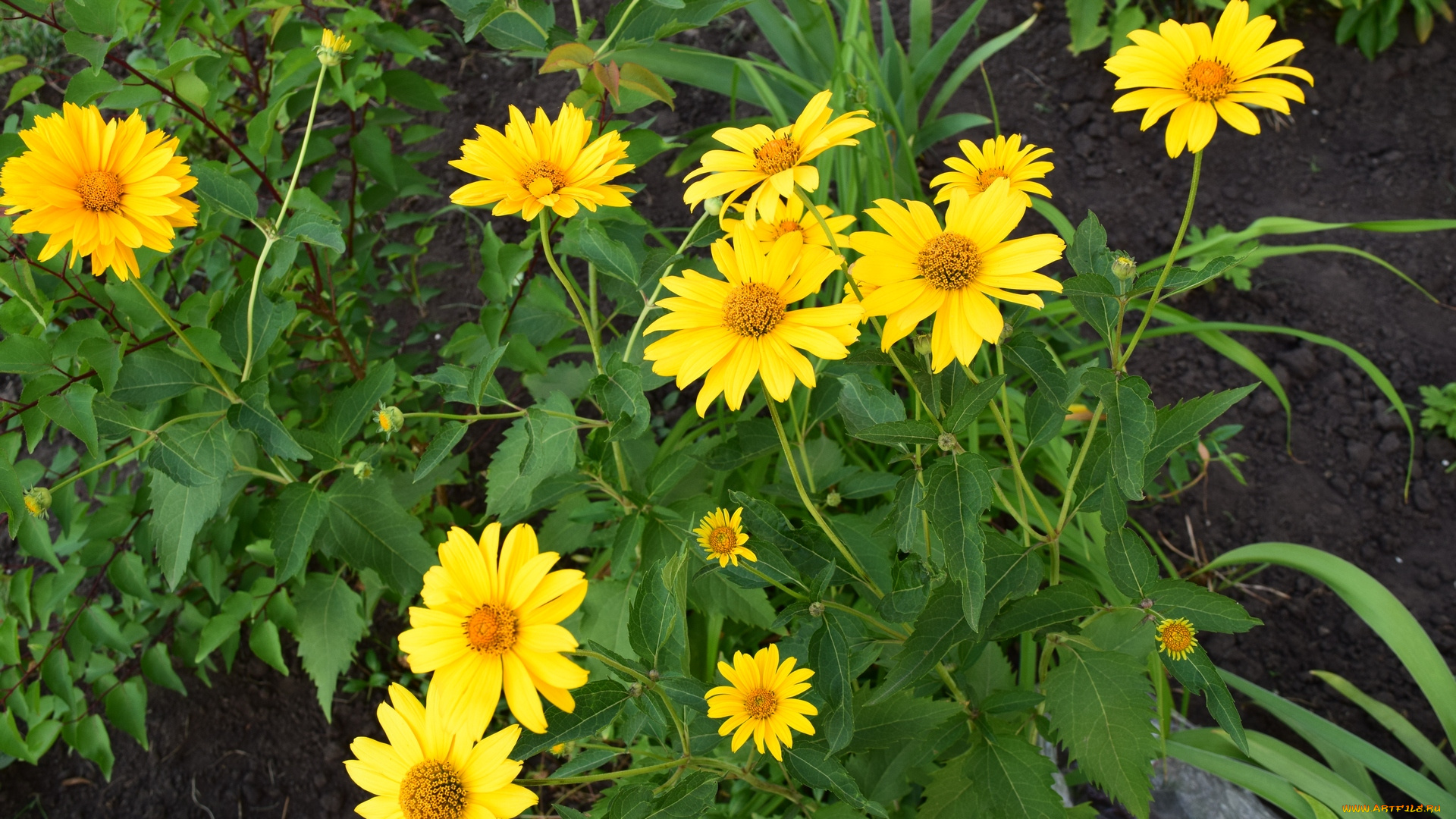 цветы, желтый