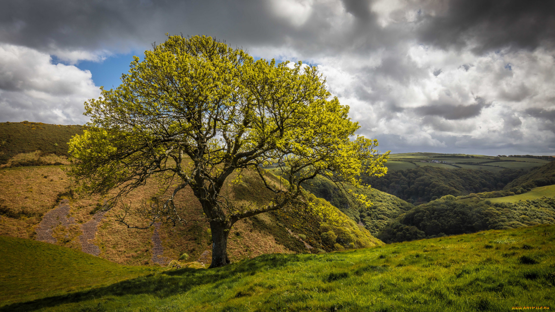 природа, деревья, простор