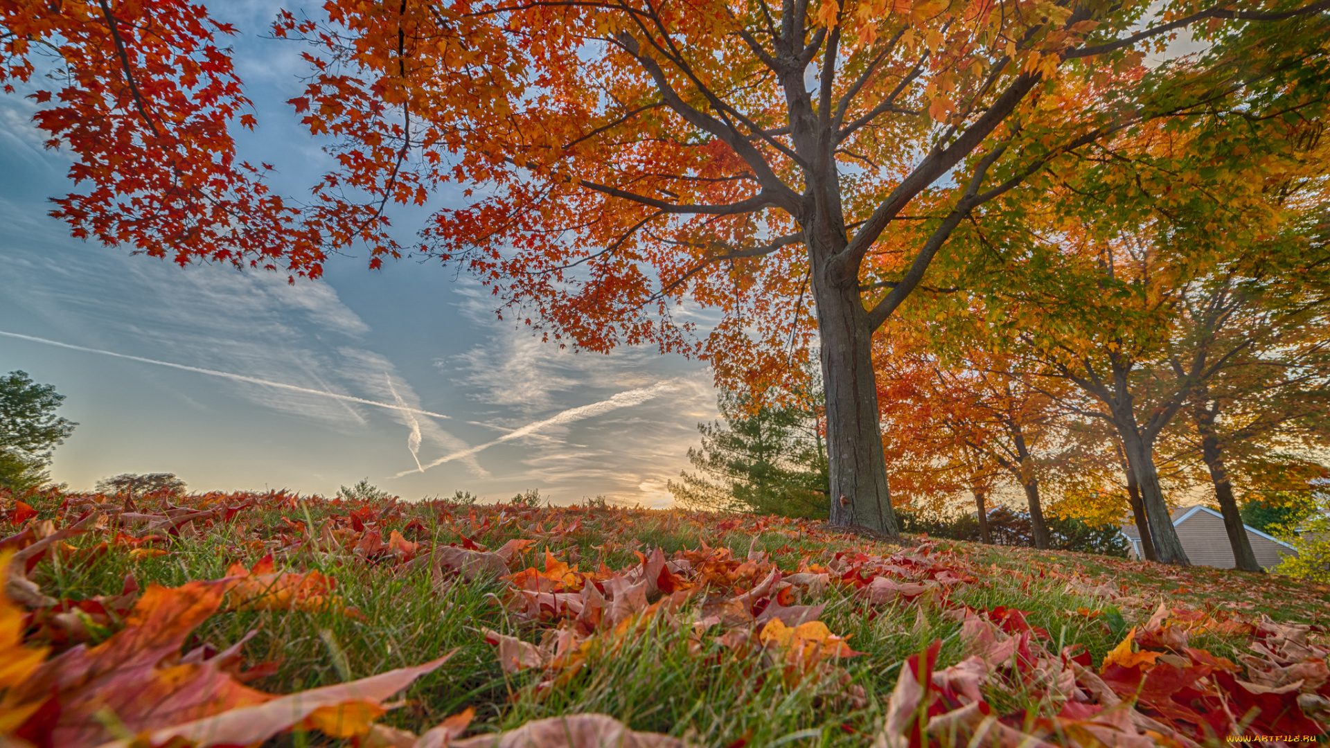 природа, деревья, простор