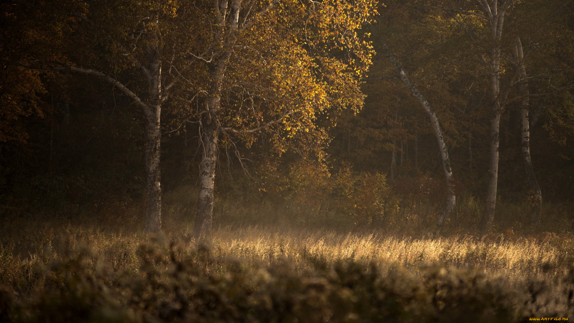 природа, лес, осень, деревья