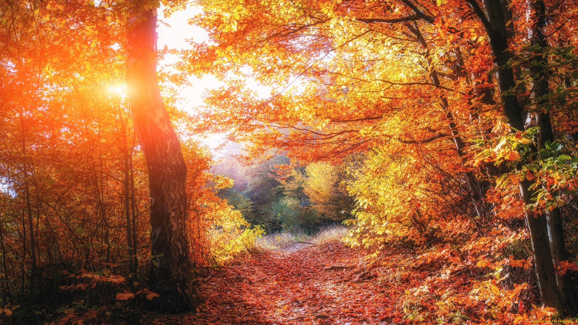 природа, лес, осень, деревья, листва