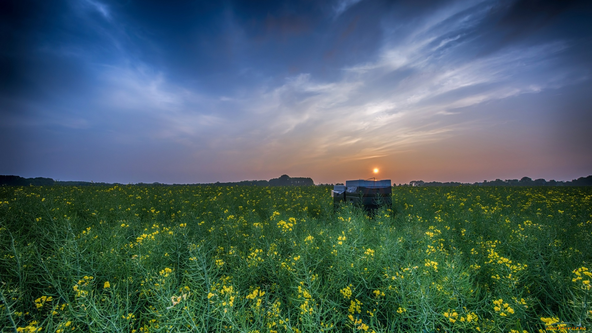 природа, луга, цветы, закат, облака