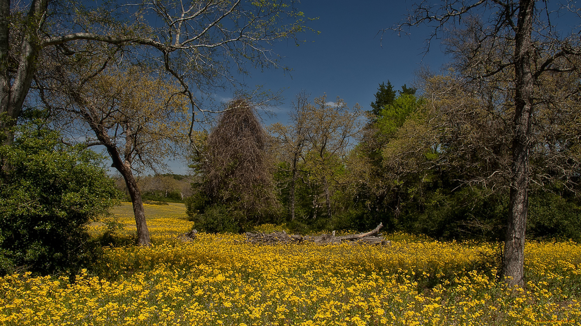 природа, пейзажи, простор