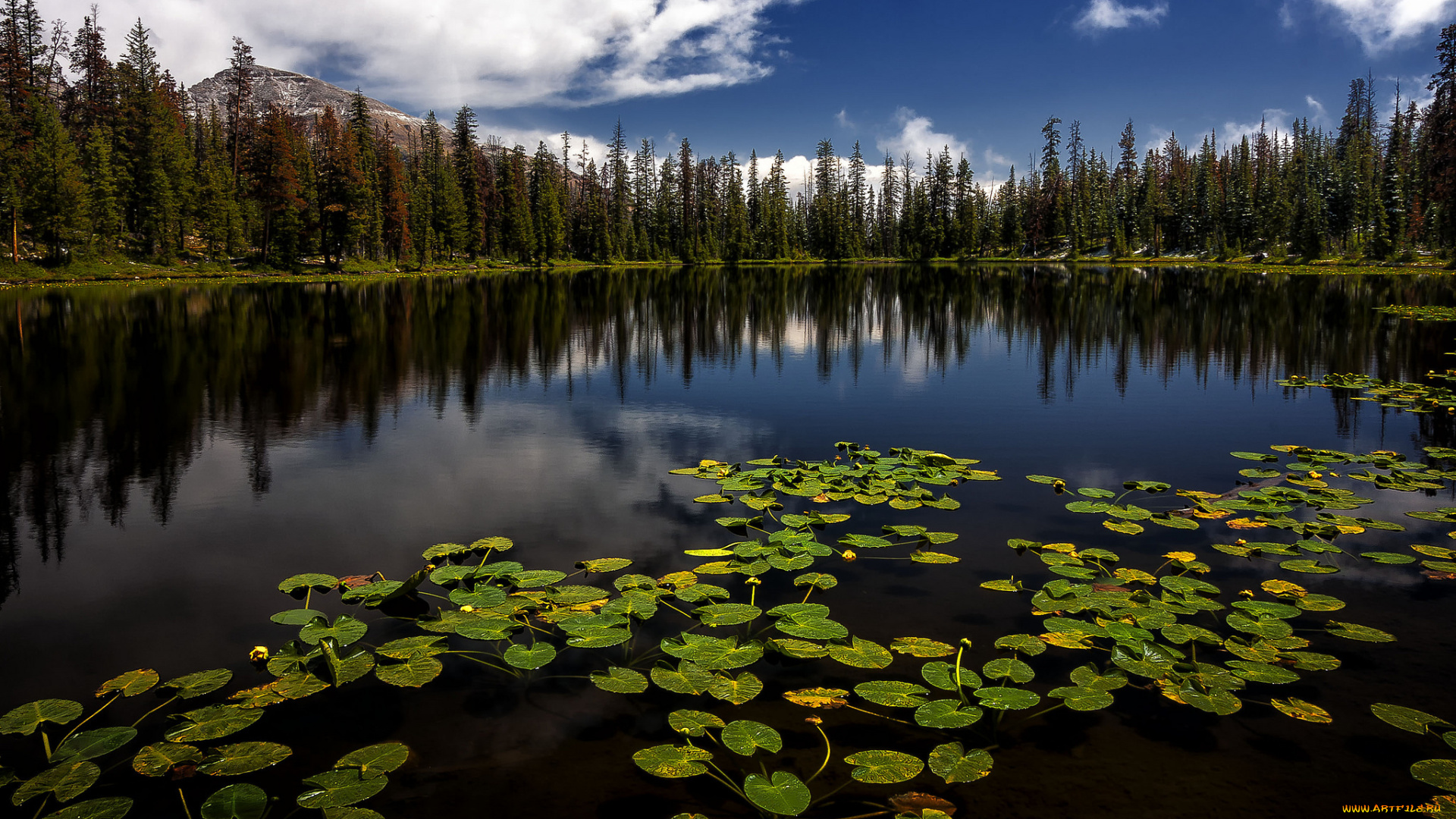 природа, реки, озера, лес, река
