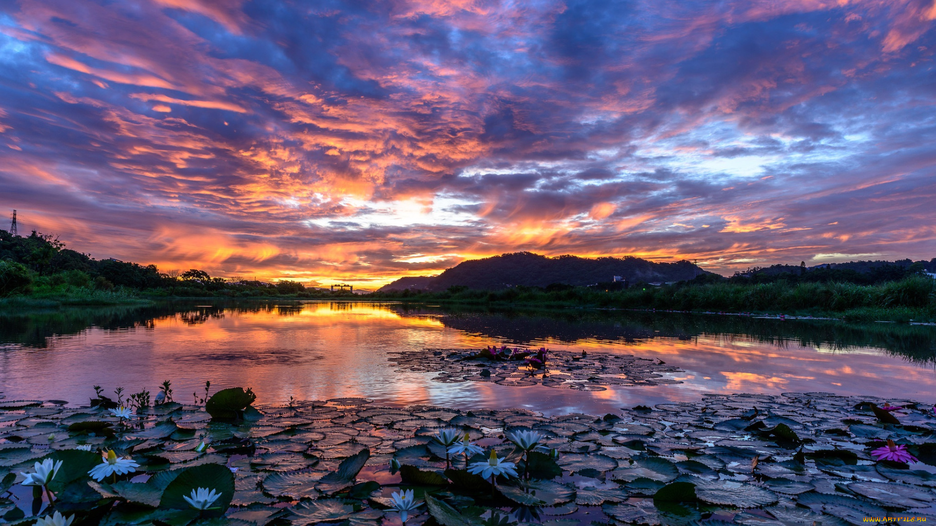 природа, восходы, закаты, закат, облака, небо, озеро, вечер, лотос