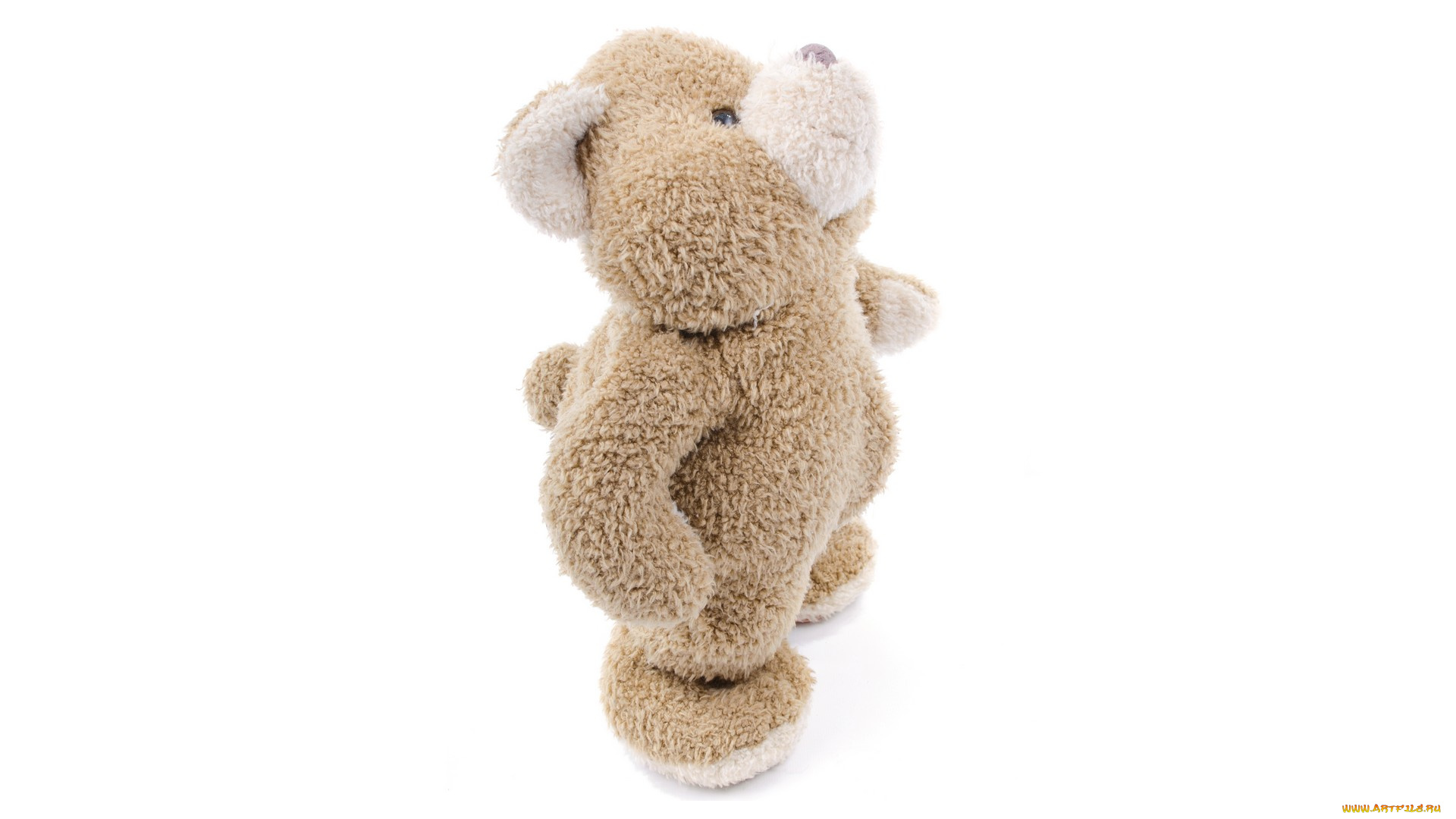 разное, игрушки, медведь, мишка, белый, фон