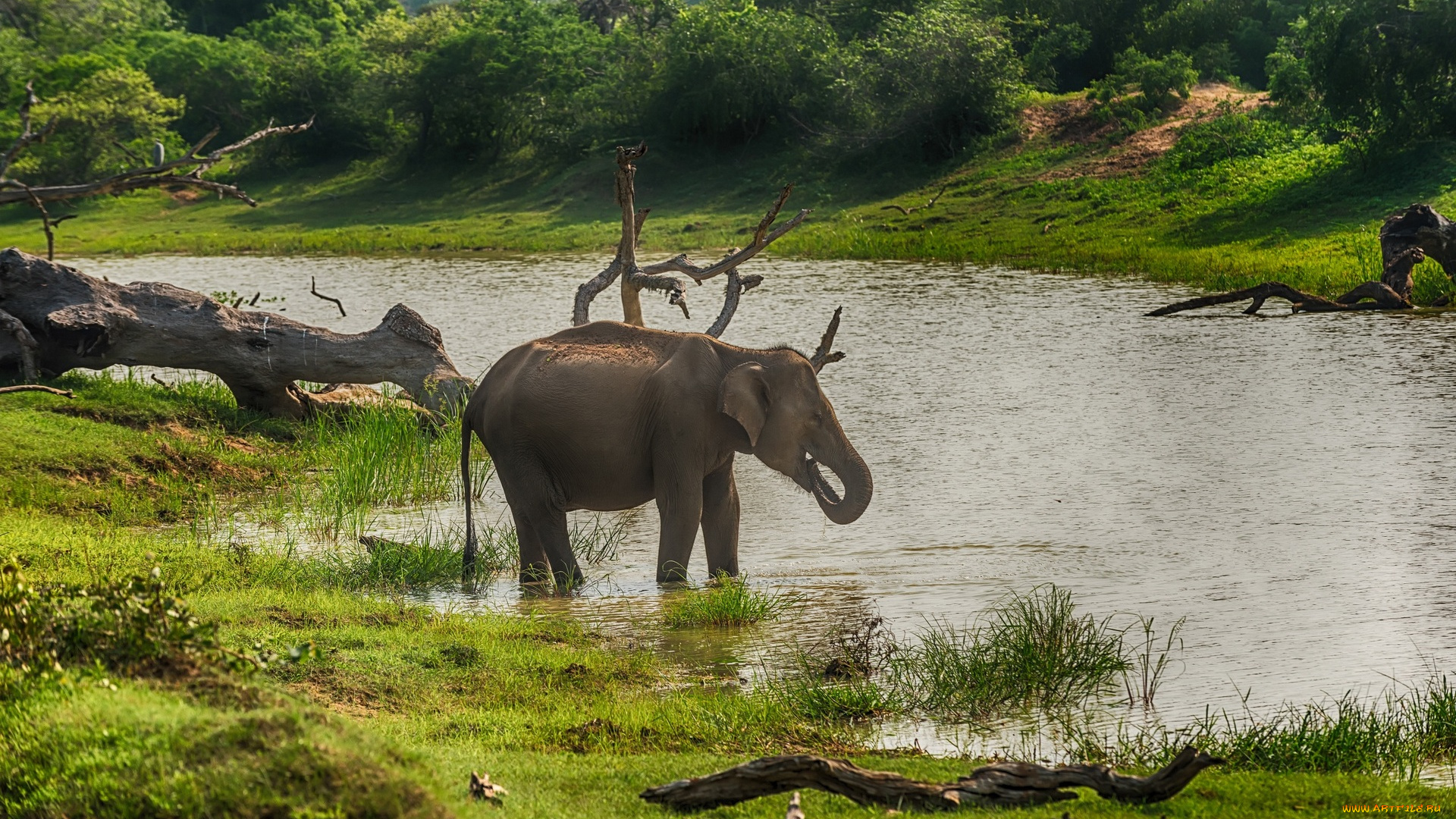 шри, ланка, животные, слоны, река, деревья