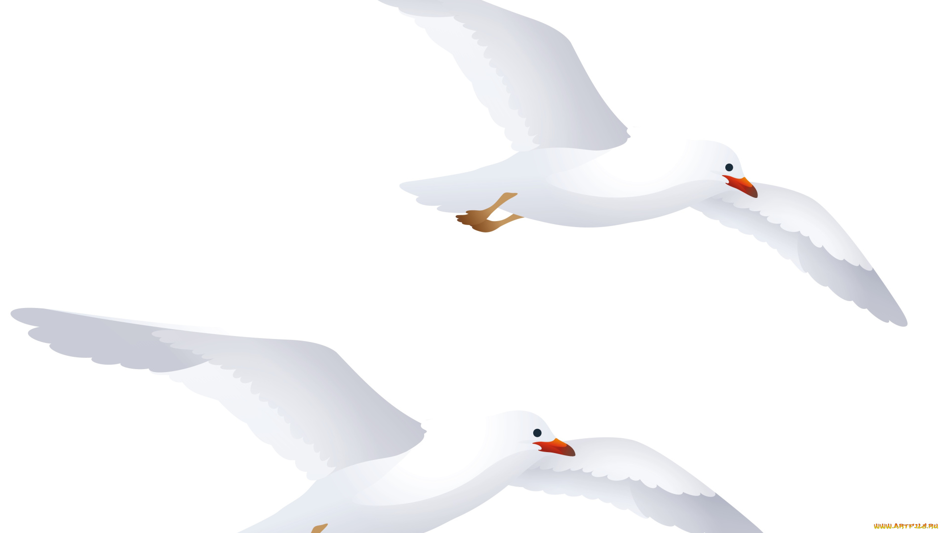 векторная, графика, животные, , animals, полет, чайки