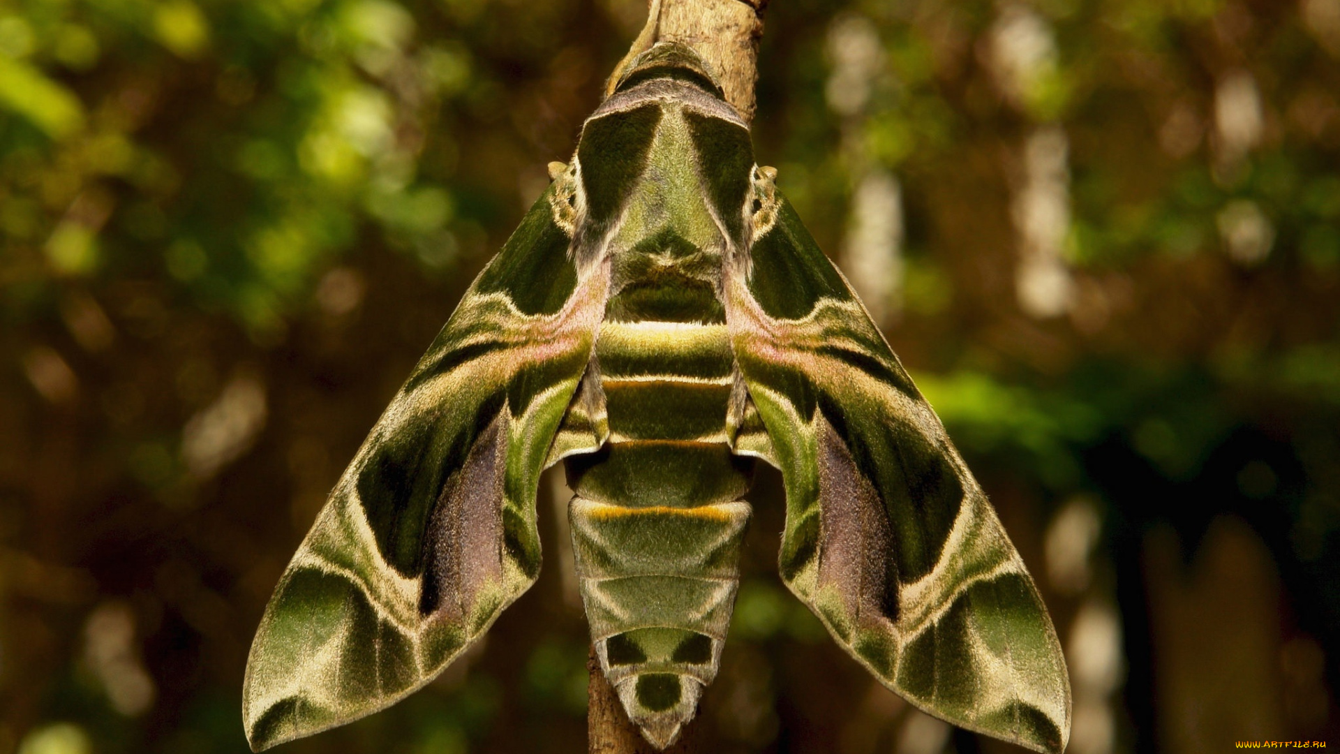 животные, бабочки, , мотыльки, , моли, мотылёк