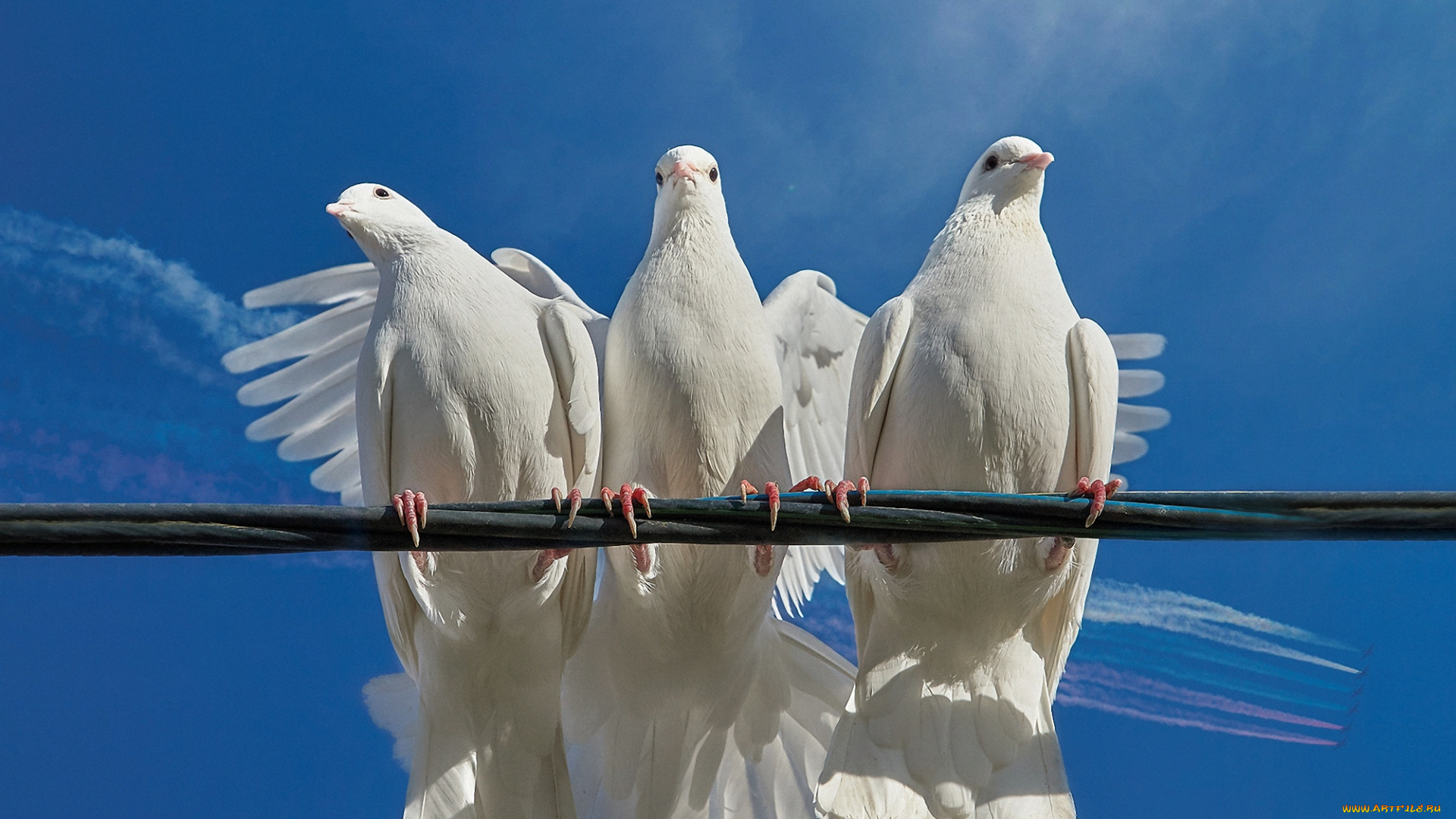 животные, голуби, небо