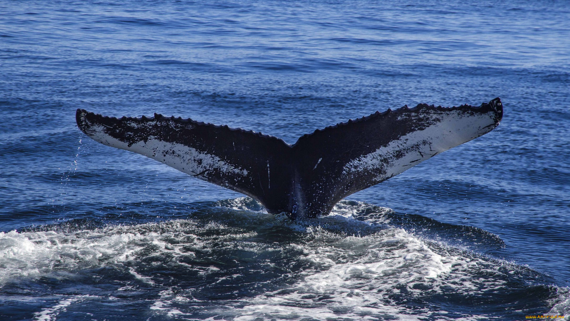 животные, киты, , кашалоты, хвост, кит, океан