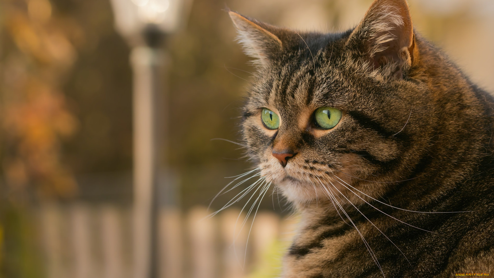 животные, коты, кот, полосатый, кошка, взгляд