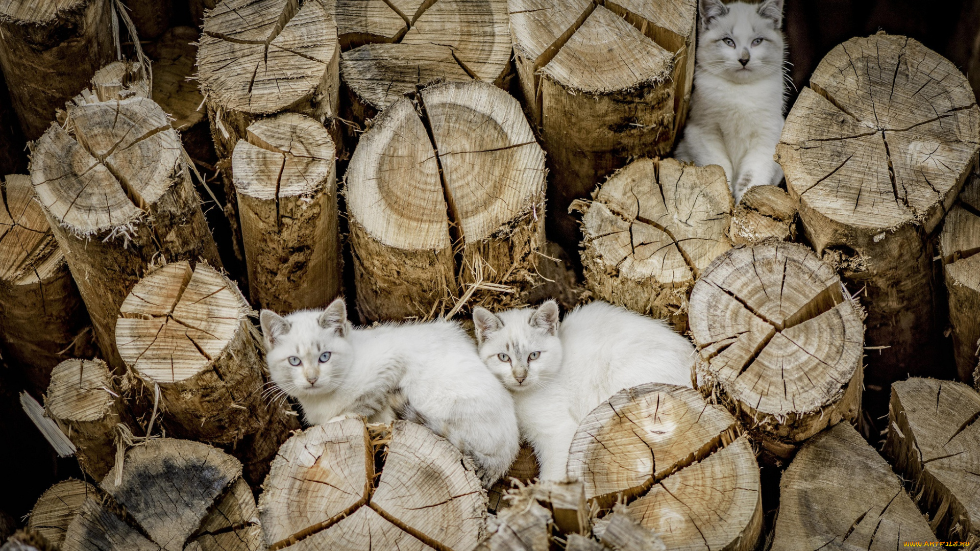 животные, коты, котята, бревна