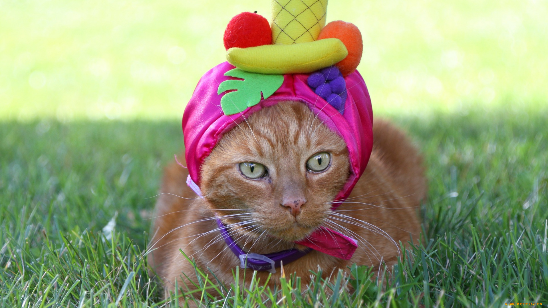 животные, коты, рыжий, шапка, трава, фрукты