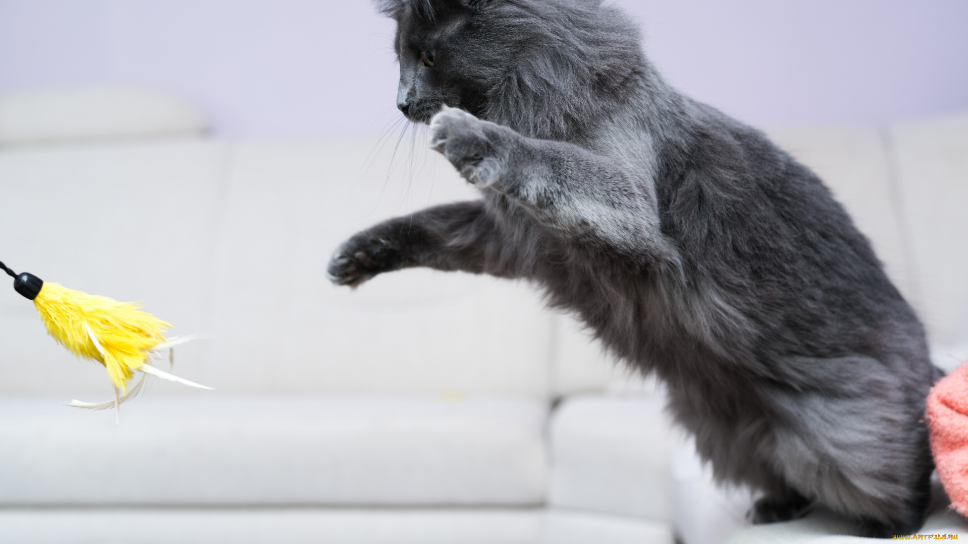 животные, коты, серый