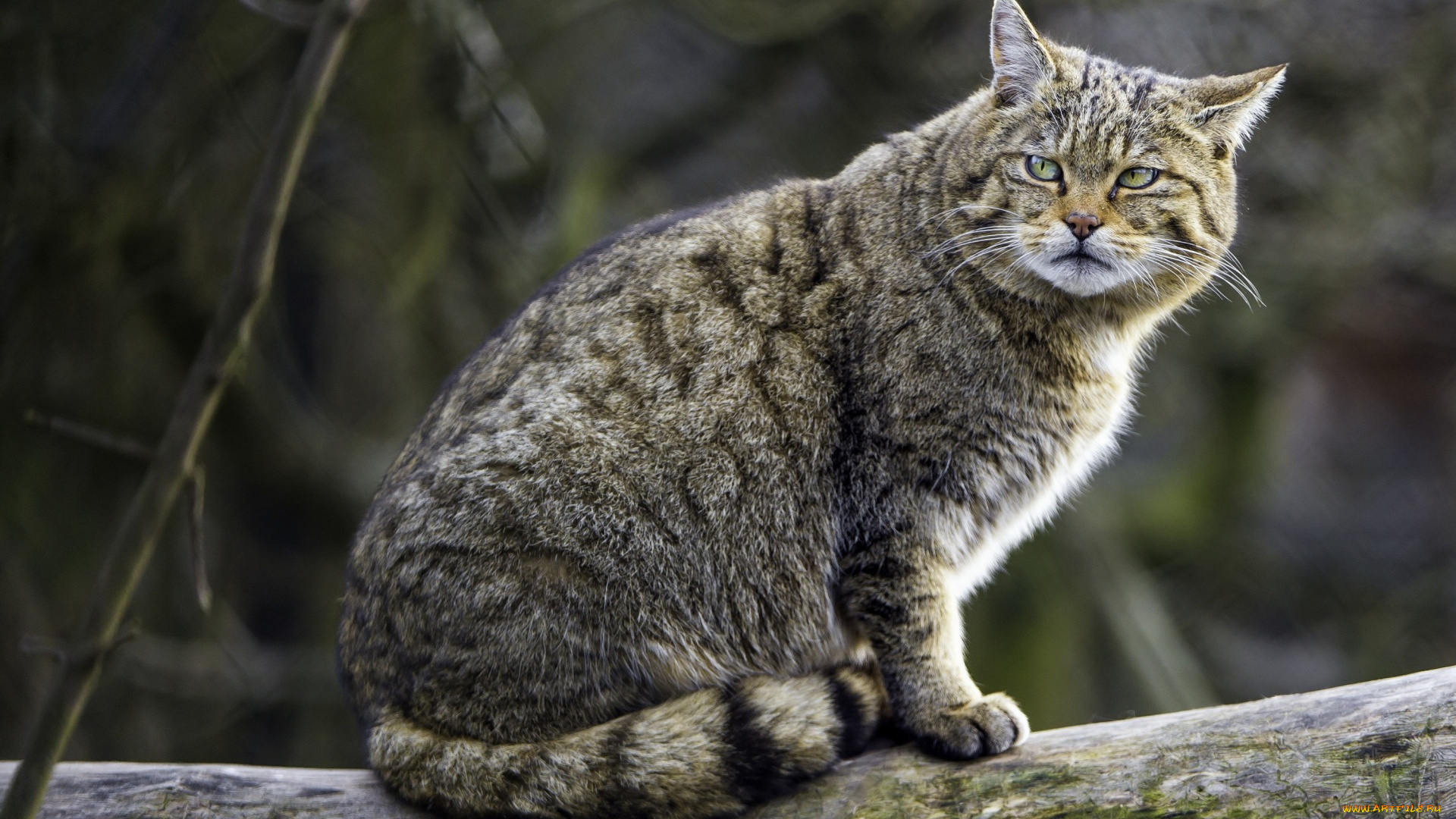 животные, коты, серый