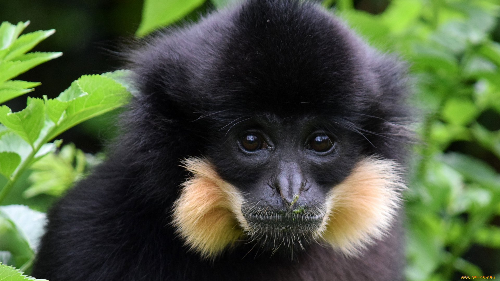 животные, обезьяны, черная