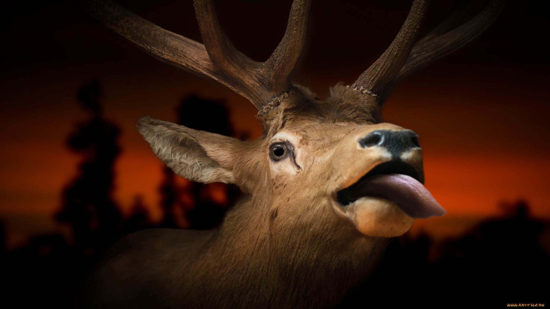 животные, олени, язык