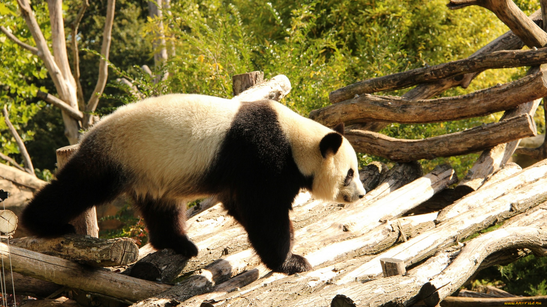 животные, панды, бревна, медведь