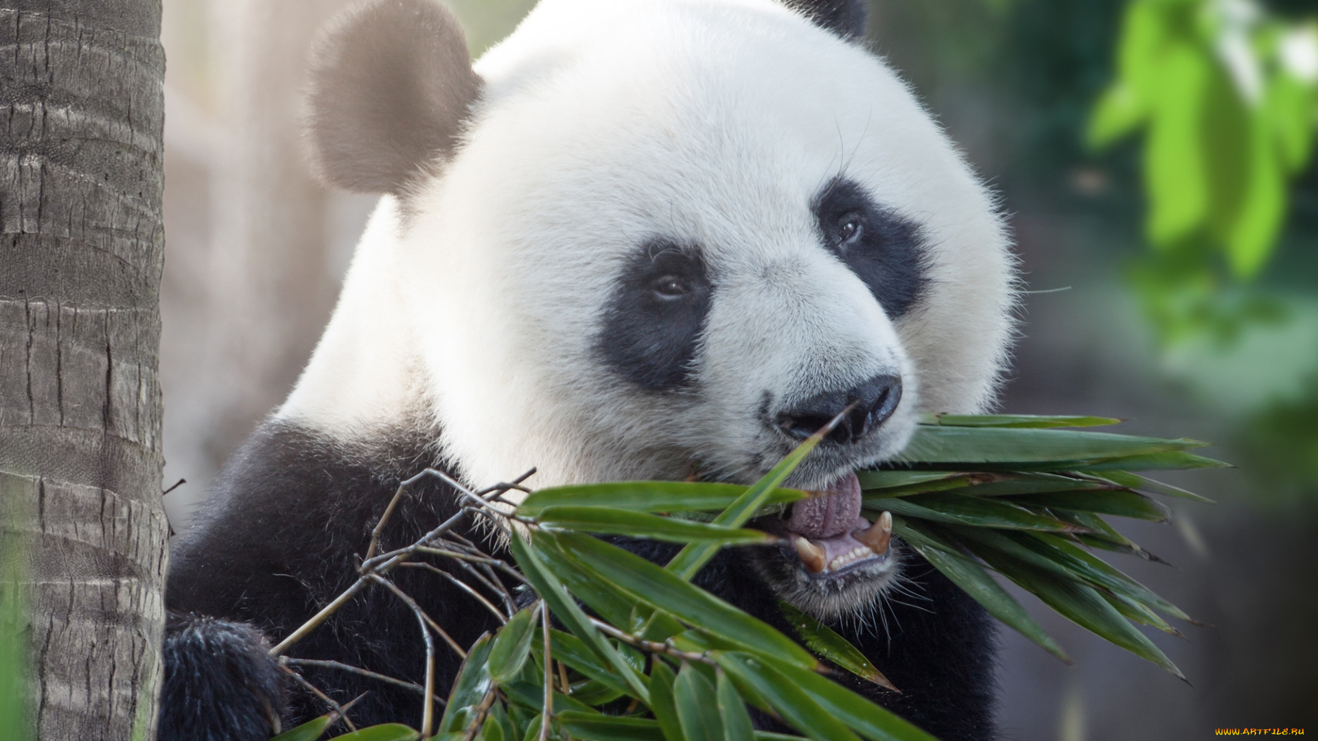 животные, панды, тросник, медведь