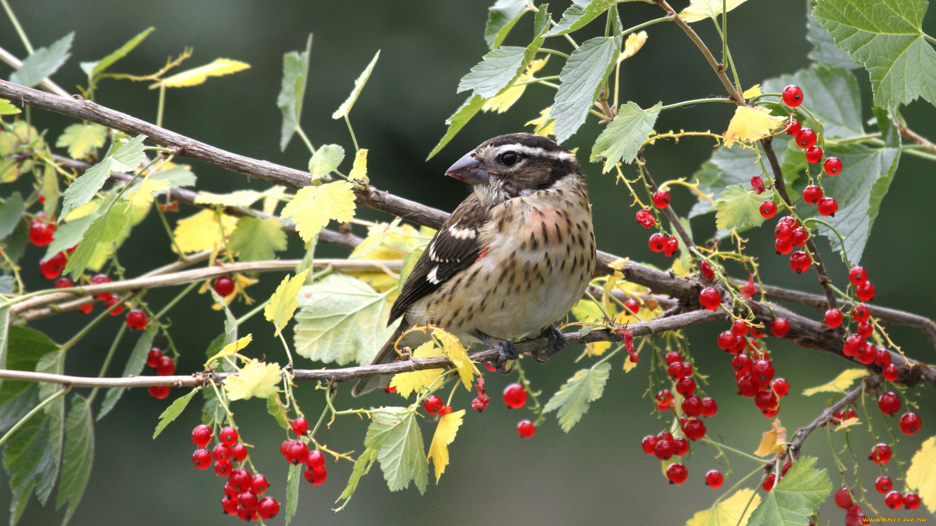 животные, птицы, красная, смородина, птица