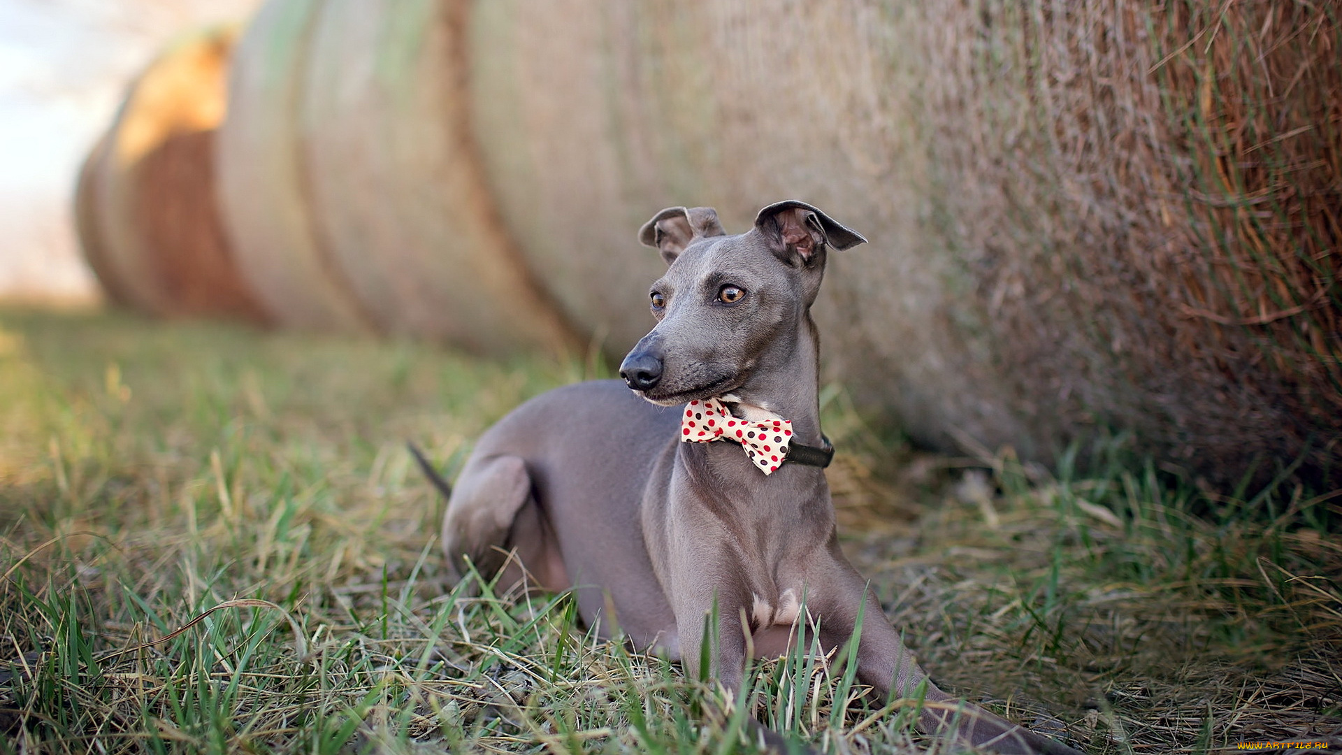 животные, собаки, друг, собака, взгляд