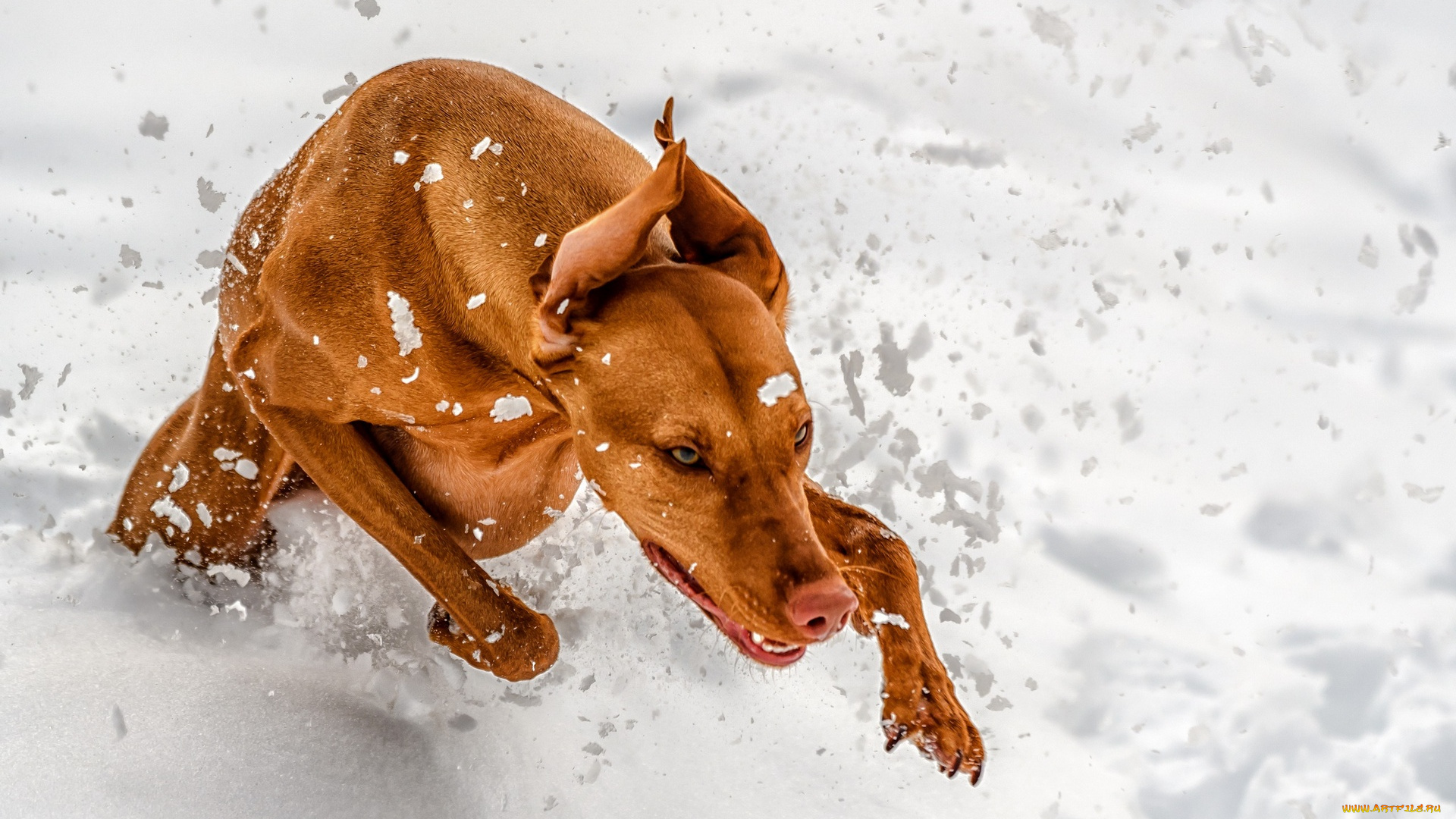 животные, собаки, снег