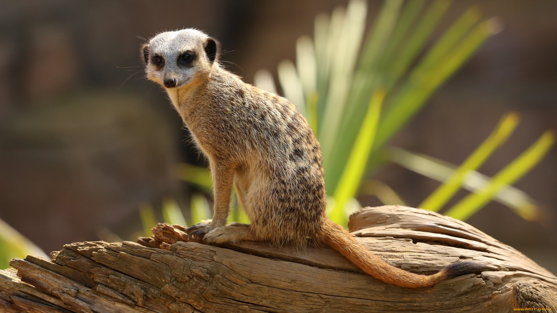 животные, суслики, , сурки, полено