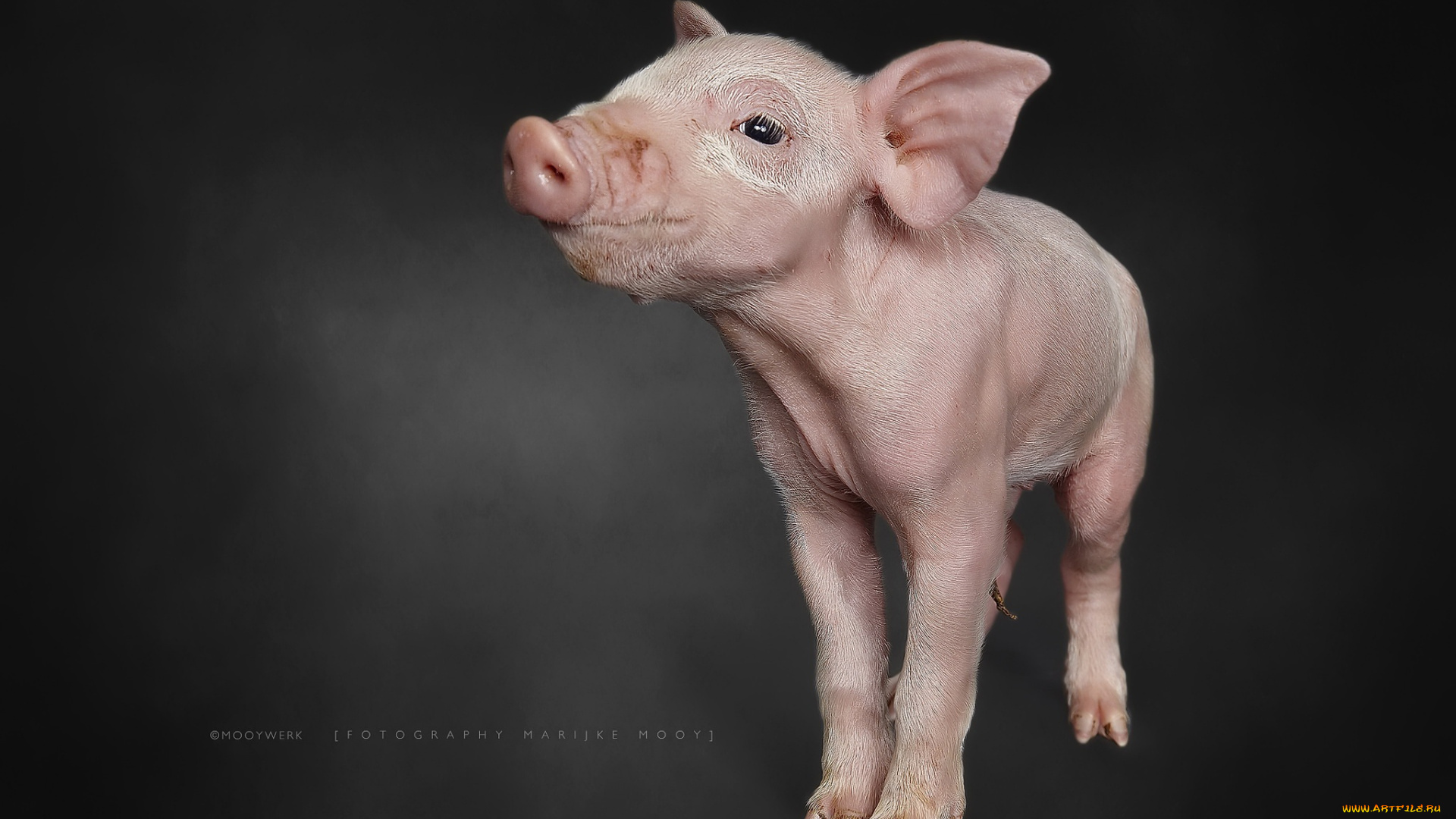 животные, свиньи, , кабаны, фон, поросёнок, природа