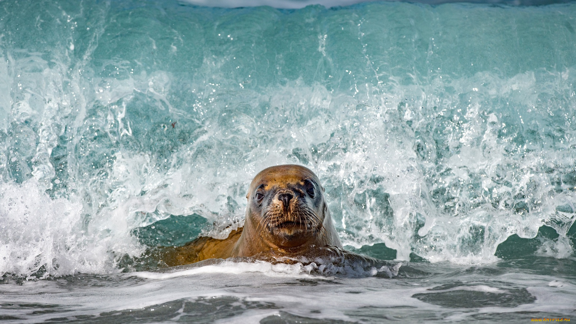 животные, тюлени, , морские, львы, , морские, котики, брызги, вода